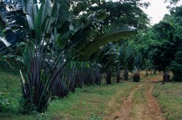 Arbre-du-voyageur;-Archipel-des-Comores;-Chemin;-France;-Kaleidos;-Kaleidos-images;-La-parole-à-limage;-Laurent-Abad;-Mayotte;-Océan-Indien;-Paysage;-Plantation;-Ravenala;-Stories-Pictures;-Végétation